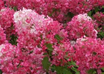 Hydrangea paniculata 'Diamant Rouge' ®