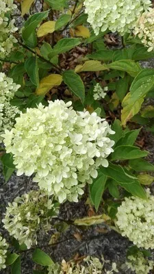 Hydrangea paniculata 'Limelight'