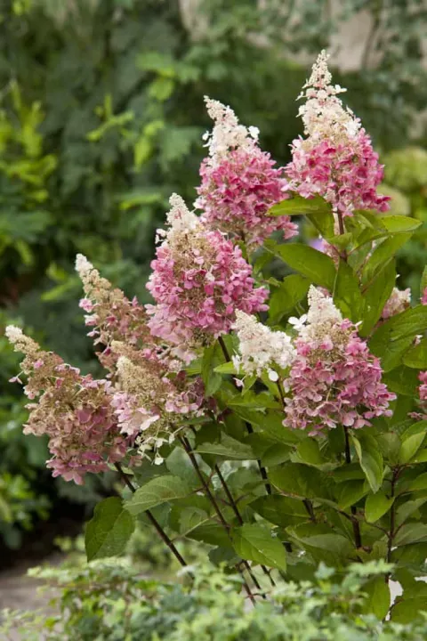 Hydrangea paniculata 'Pinky Winky'