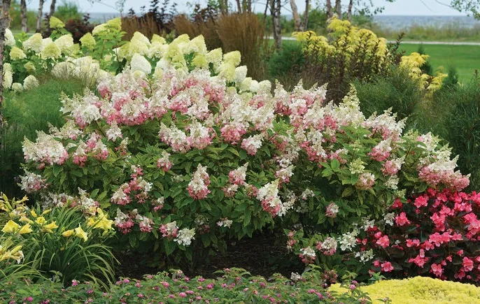 Hydrangea paniculata 'Phantom'