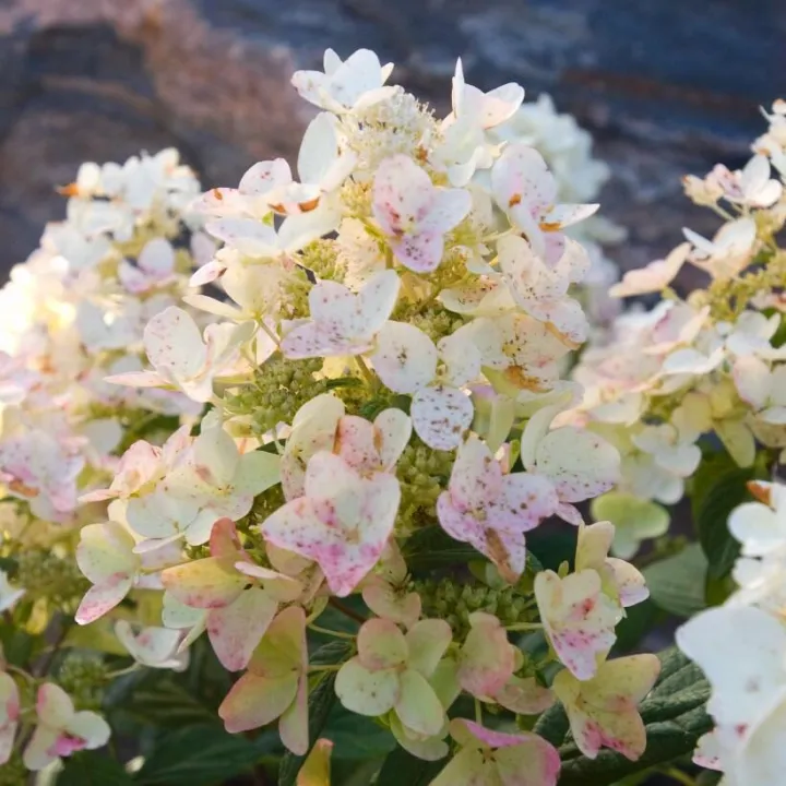 Hydrangea paniculata 'Tickled Pink'