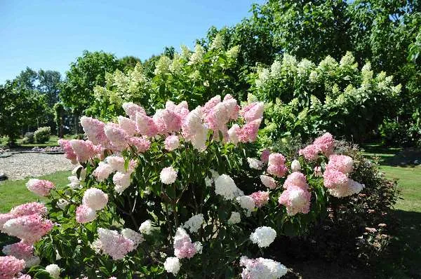 Hydrangea paniculata 'Vanille Fraise'