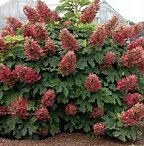 Hydrangea paniculata 'Wim's Red'