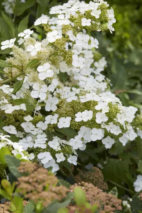 Hydrangea quercifolia 'Ice Crystal'