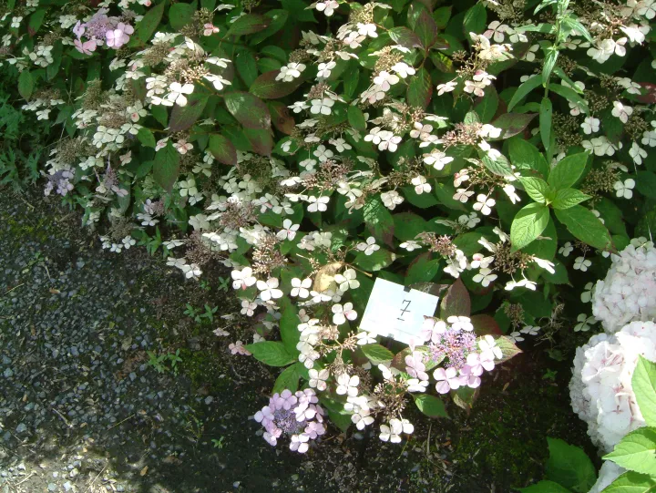 Hydrangea serrata 'Bluebird'