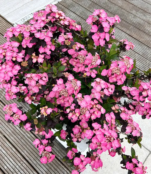 Hydrangea serrata 'Daredevil'