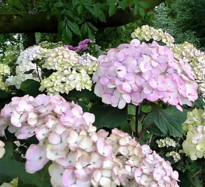 Hydrangea serrata 'Preziosa'