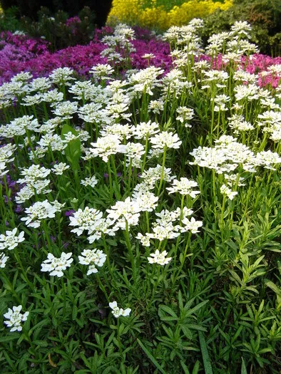 Iberis sempervirens 'Snowflake'