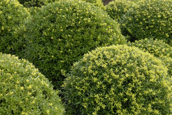 Ilex crenata 'Dark Green'