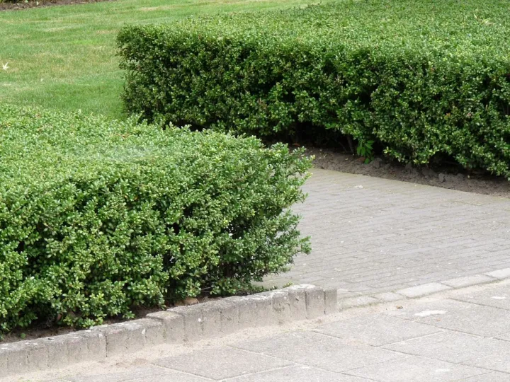 Ilex crenata 'Dark Green'