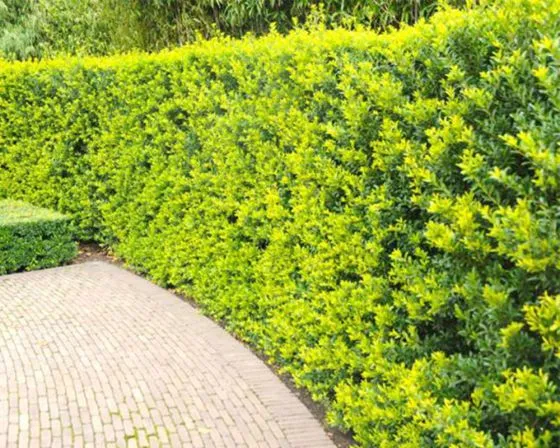 Ilex crenata 'Green Hedge'