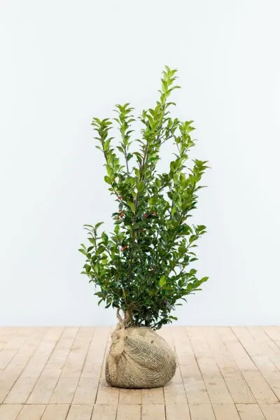 Ilex meserveae 'Blue Maid'