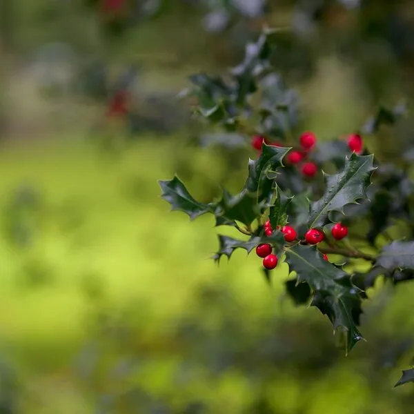 Ilex meserveae 'Blue Prince'