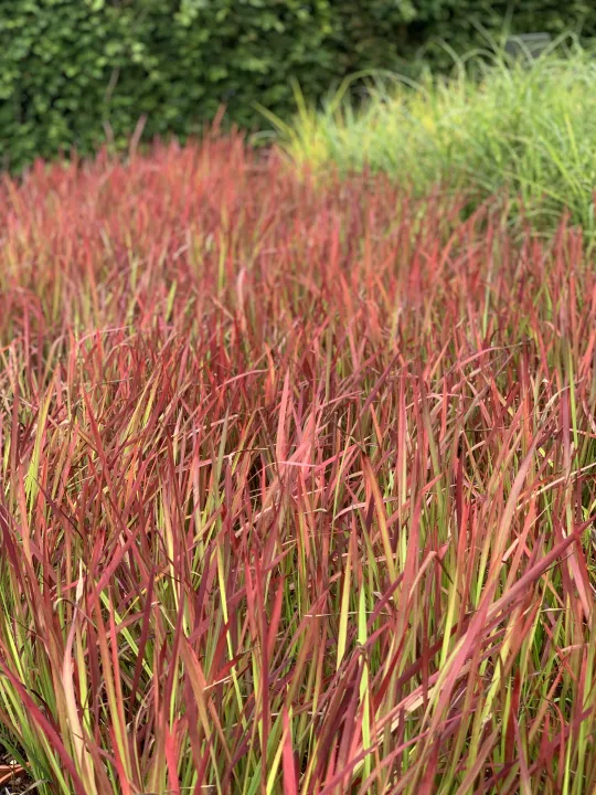 Imperata cylindrica 'Red Baron'