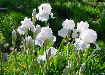 Iris germanica 'Immortality'