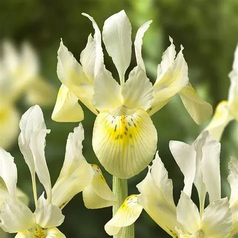 Iris bot. 'Katharine Gold'