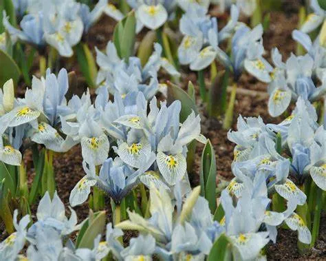 Iris bot. 'Katharine Hodgkin'