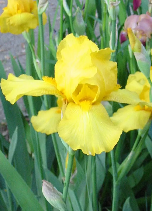 Iris germanica 'Ola Kala'