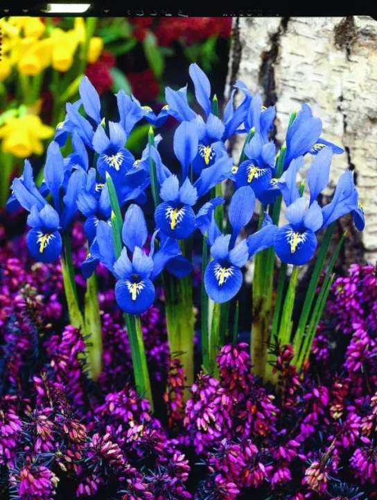 Iris reticulata 