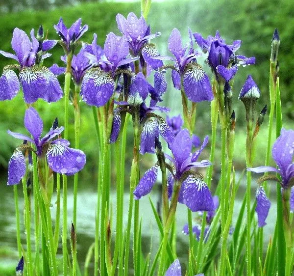 Iris sibirica 'Blue King'