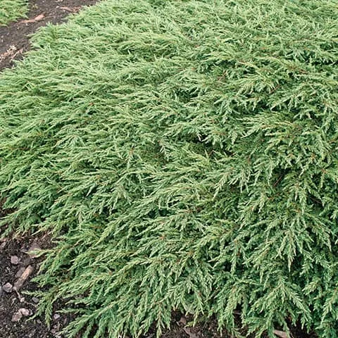 Juniperus com. 'Repanda'