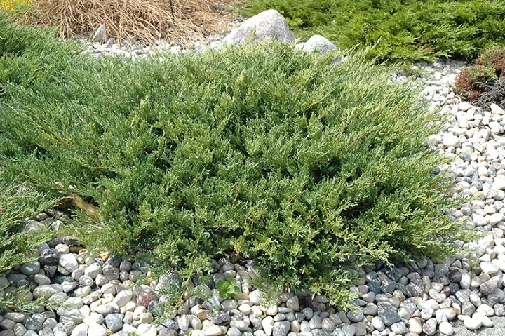 Juniperus hor. 'Andorra Compact'