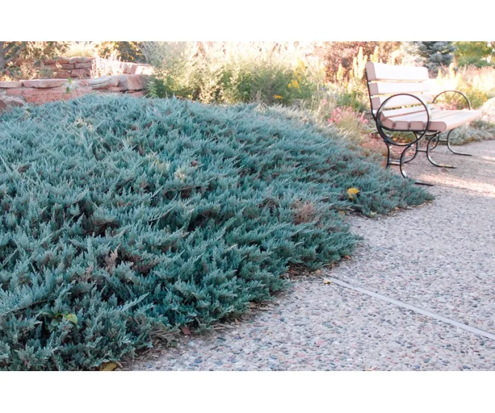Juniperus hor. 'Blue Chip'