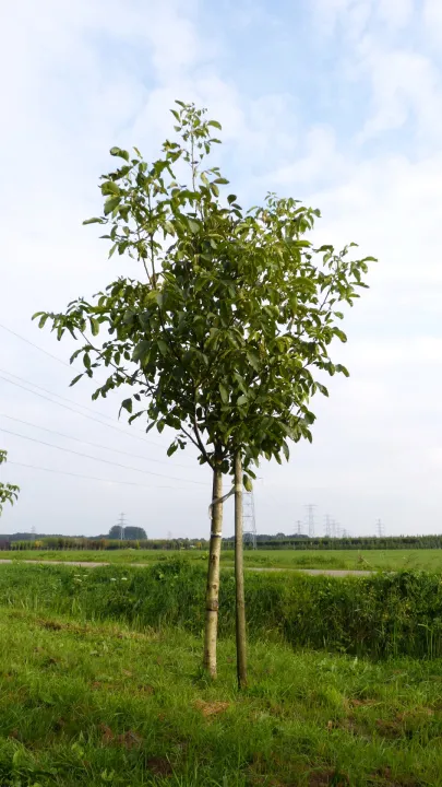 Juglans regia 'Buccaneer'