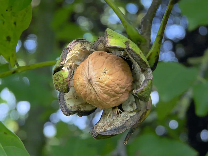 Juglans regia 'Buccaneer'
