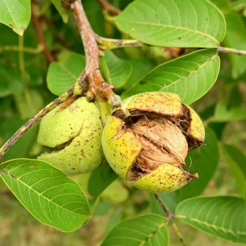 Juglans regia 'Chandler'