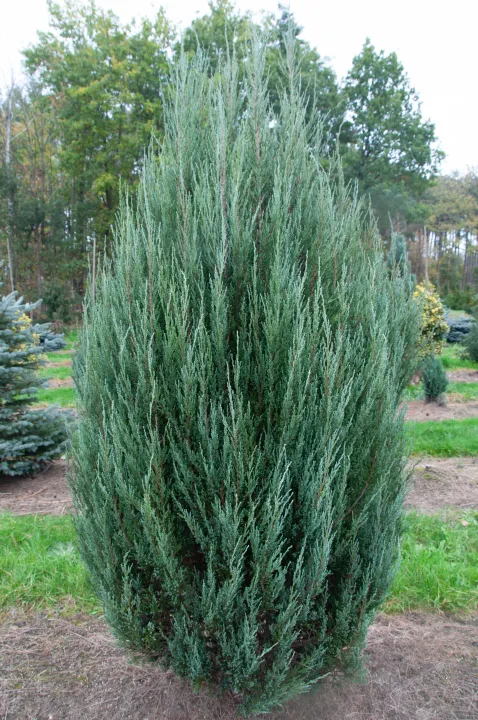 Juniperus scop. 'Blue Arrow'