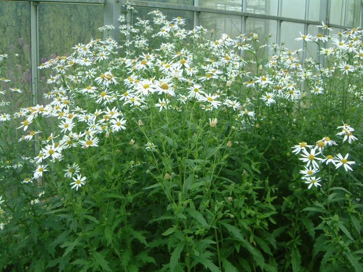 Kalimeris incisa 'Alba'