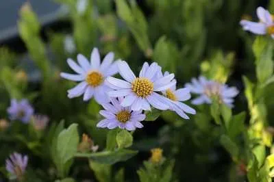 Kalimeris incisa 'Blue Star'