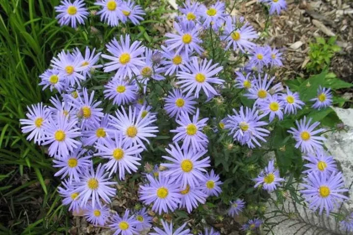 Kalimeris incisa 'Nana Blue'