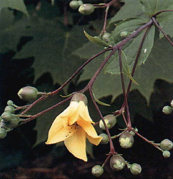 Kirengeshoma palmata