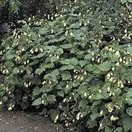Kirengeshoma palmata