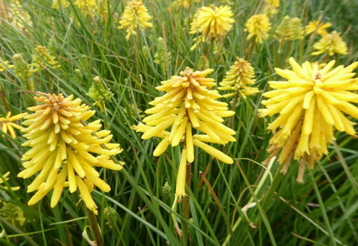 Kniphofia 'Banana Popsicle'