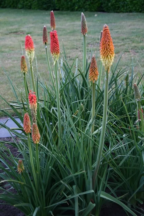 Kniphofia 