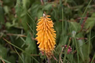 Kniphofia 'Mango Popsicle'