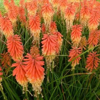Kniphofia 'Papaya Popsicle'