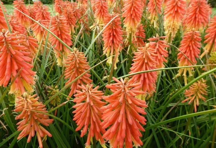 Kniphofia 'Redhot Popsicle' 