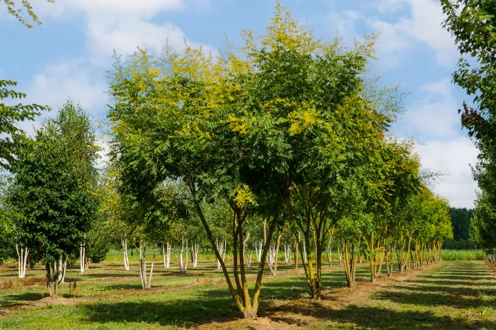 Koelreuteria paniculata