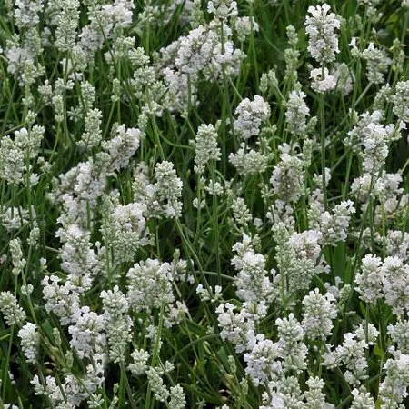 Lavandula angustifolia 'Alba'
