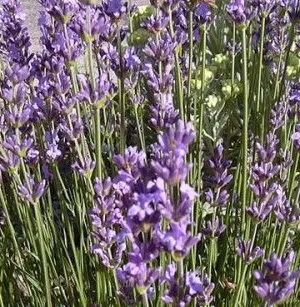 Lavandula angustifolia 'Dwarf Blue'