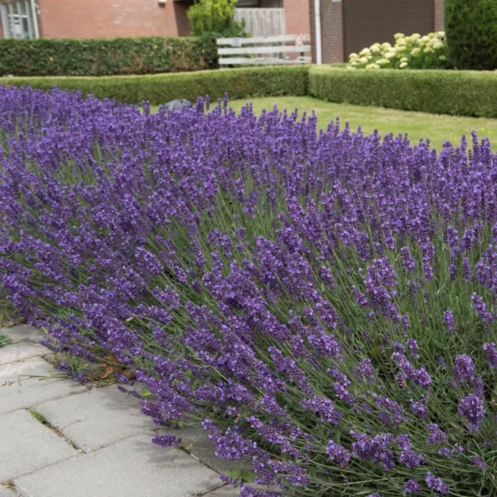 Lavandula angustifolia 'Hidcote'