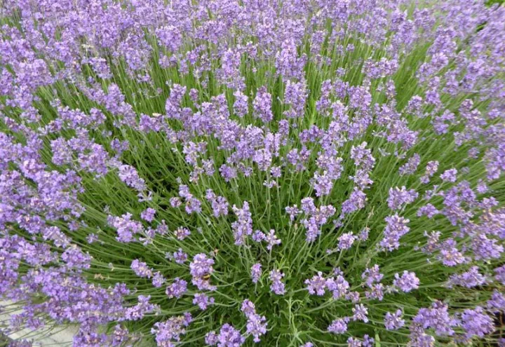 Lavandula angustifolia 'Munstead'