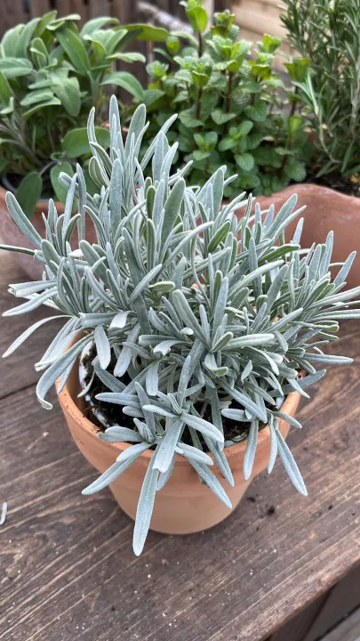 Lavandula angustifolia