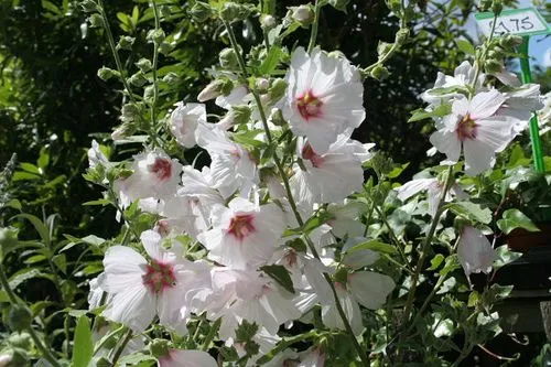 Lavatera 'Blushing Bride'®