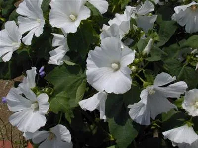 Lavatera 'Frederique'