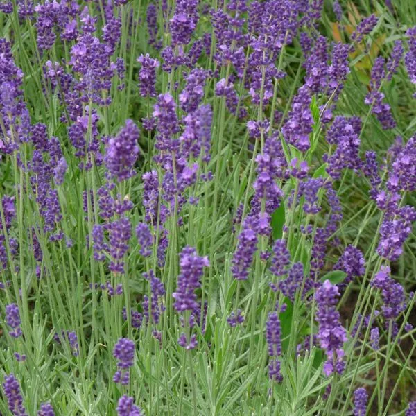 Lavandula intermedia 'Dutch'